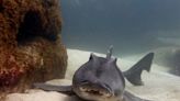 Newport Aquarium's Port Jackson Shark Does the Happiest Little Dance When He's Excited