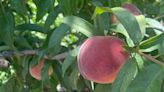 ‘This is your year to get them’: SC peach growers expect good crop