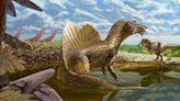 Top predator: Head-crested dinosaur with huge ‘sail’ on its back dug up in Egypt is T Rex relative