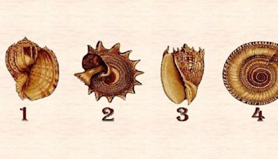 Recibirás información acerca de tu personalidad si escoges una concha marina