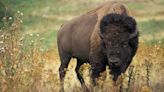 Yellowstone visitor gored by bison in ‘inadvertent’ encounter