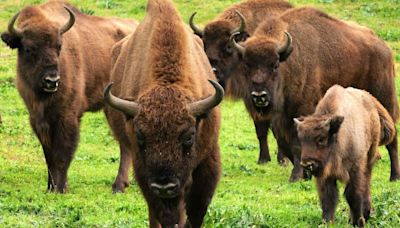 El bisonte se adapta a las tierras andaluzas