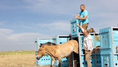 Last Wild Horse Species on Earth Saved From Extinction and Returned to Native Habitat - EcoWatch