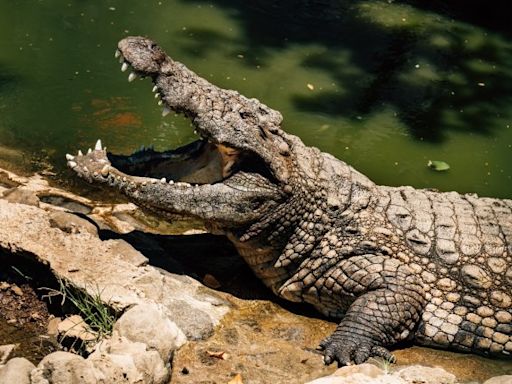 'Gruesome' remains of 12-year-old found after crocodile attack