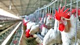 Éstas son las razones por las que NO debería preocuparte una posible pandemia por gripe aviar en México