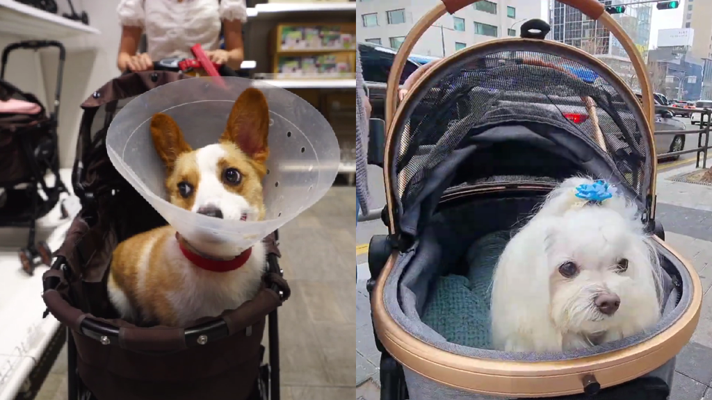 Dog strollers outsell baby strollers in South Korea amid birth rate crisis