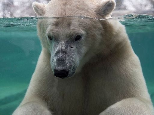 Baffin the polar bear dies by drowning after 'rough play' at Canada zoo