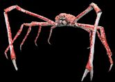 Japanese spider crab