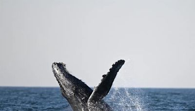 La ‘danza’ de las ballenas jorobadas, un espectáculo inigualable para los turistas