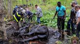 2 horses trapped in mud for several hours in Lebanon rescued by 40 people