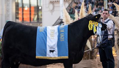 A pura emoción, eligieron al Gran Campeón Hembra de la raza Angus