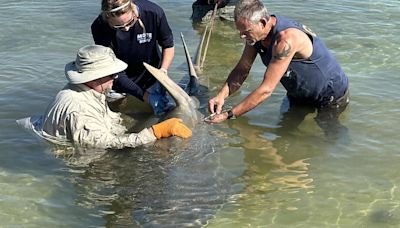 Florida sawfish deaths, 'spinning' fish decline