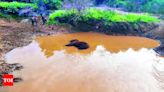 Male Elephant Found Dead in Coimbatore Reserve Forest | Coimbatore News - Times of India