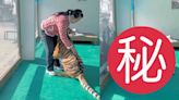 霸氣東北虎驚打針 環抱女飼養員大腿賣萌求抱反差極大