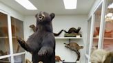 Logan taxidermist asserts rights, Ohio Division of Wildlife changes policy as a result