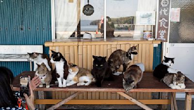 Shrine honors cats at a Japanese island where they outnumber humans - The Morning Sun