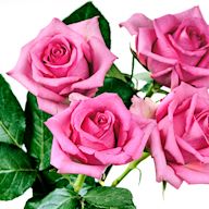 Available in various shades, pink roses are versatile and can be given for various occasions, including Mothers Day, birthdays, or as a gesture of appreciation.