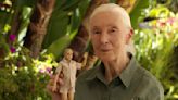 Barbie releases Jane Goodall doll, complete with miniature replica of a chimpanzee