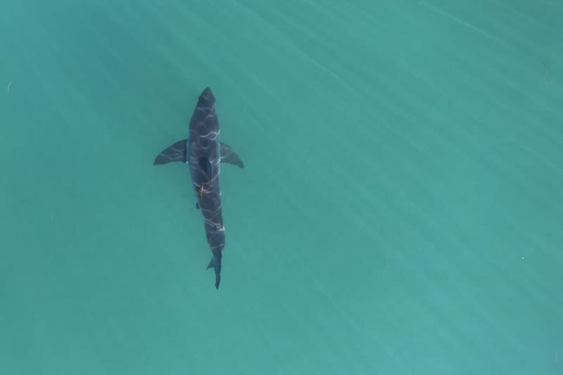 Great white shark tracked by OCEARCH pings off Outer Banks