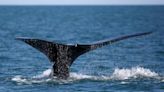 Crews face 'complex case' rescuing entangled North Atlantic right whale in St. Lawrence