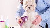 6 Mistakes First Timers Make When Grooming Their Own Pets