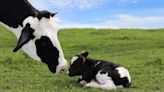 Precious Calf Born After 2 Stillbirths on the Farm Is Such a Blessing