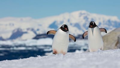 Le secret pour illuminer sa vie de couple ? S’inspirer des pingouins et de leur « pebbling »