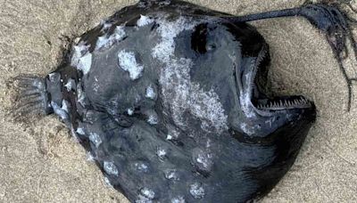Aterradora criatura de las profundidades marinas aparece en la playa