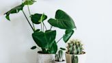 New Year, new houseplant – what will be big in 2023?