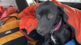 Dog rescued after falling from 60-foot cliff near Michigan’s Lake Superior shoreline