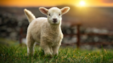 ‘Lore’ of How Baby Lamb Came to Live in the City Is Just Too Sweet