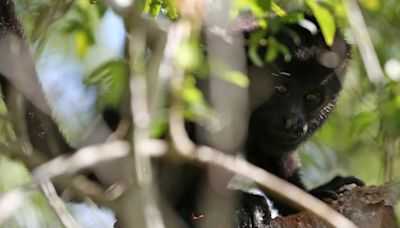 Se extiende la emergencia: mueren 7 monos aulladores más en Veracruz a causa del calor