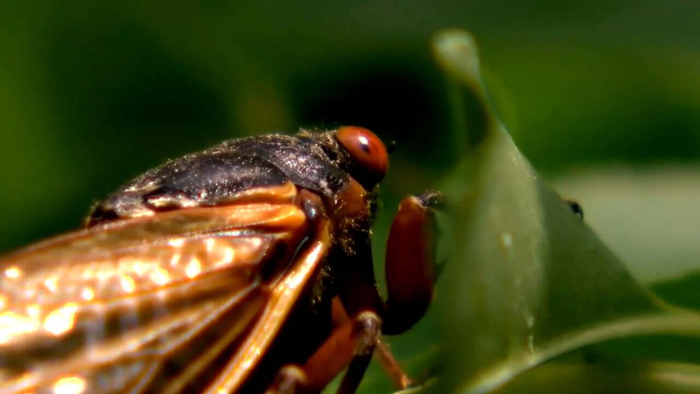 Authorities, experts in north Georgia weigh in ahead of ‘cicada-geddon’