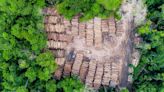 ¿Funciona pagarle a la gente para que no tale el bosque?