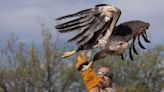 Liberaron a un águila coronada en su hábitat natural, luego de una compleja cirugía de mandíbula