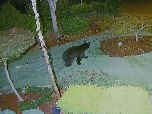 Bear wanders 90 miles from north Georgia mountains down to Gwinnett County