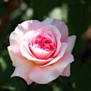 Rosa 'Queen of Sweden'