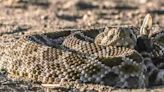 Rattlesnake advisory issued by East Bay Regional Park District as weather heats up