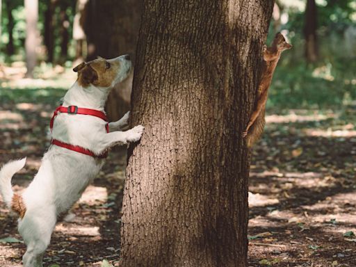 If your dog likes to chase other animals when you're on a walk, try this trainer's clever recall tip