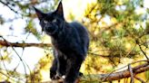 Maine Coon Cat Standing on Hind Legs Looks Like a Fairytale Creature