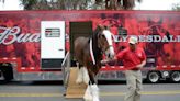 Celebs in town: When and where to see Budweiser Clydesdales in Lexington, what to know about traffic