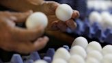 Laid-off: Former Tyson Foods chicken farmers face high costs switching to eggs