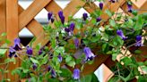 10 Fast-Growing Flowering Vines You Should Grow to Add Color on a Trellis