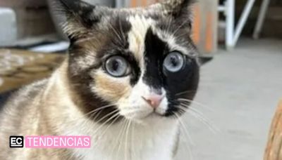 Una gata recorrió varios kilómetros, por error, dentro de una caja de Amazon