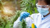 EXCLUSIVE: Cannabis Researcher On Marijuana Rescheduling — 'Removing Barriers' Will Help, But 'Knowledge Gap' Is Huge