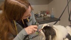 Ways pet owners can save on vet visits amid rising costs due to inflation