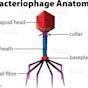 Parts of a bacteriophage