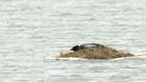 Nonprofit encourages paddlers to help protect loons during their nesting season