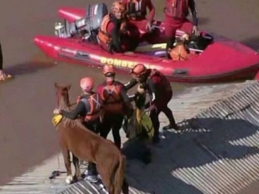 Cómo fue el rescate de «Caramelo», el caballo que quedó atrapado en un techo por las inundaciones en Brasil