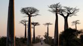 Comment le baobab est parti de Madagascar pour conquérir l’Afrique et l’Australie